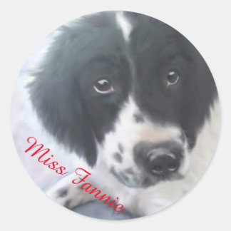 Miss Fannie - Engelse Springer Spaniel Sticker