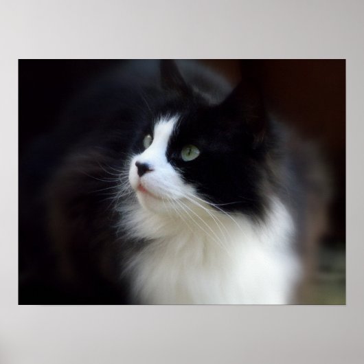 Miss Fluffy Poster (Voorkant)