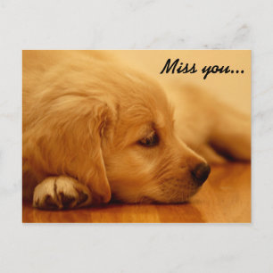 Miss. Golden Retriever Puppy Briefkaart