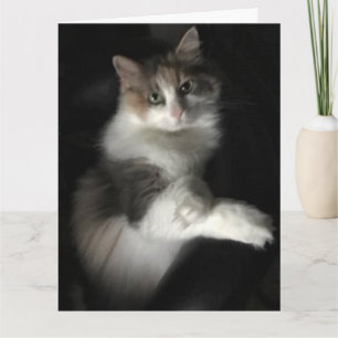 Miss kat kaart
