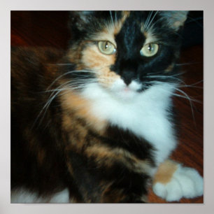 Miss. Kitty Poster