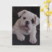 Miss Nala Kaart (Gele Bloem)