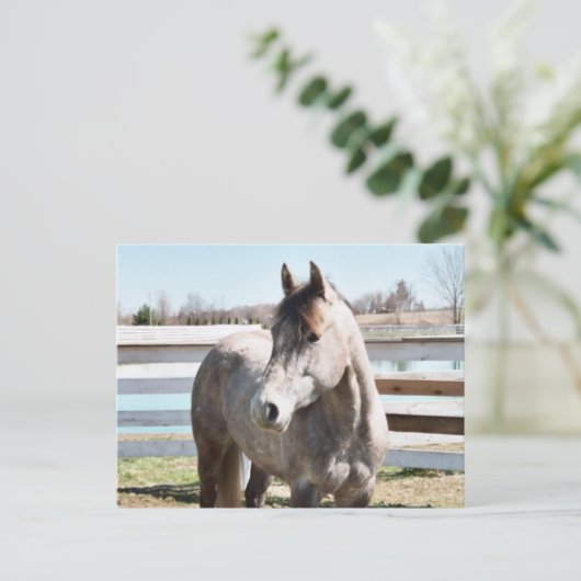 Miss Peppy Shu Briefkaart (Staand voorkant)