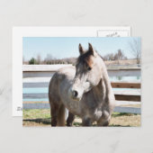 Miss Peppy Shu Briefkaart (Voorkant / Achterkant)