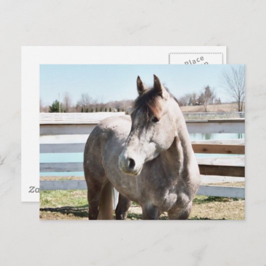 Miss Peppy Shu Briefkaart (Voorkant / Achterkant)