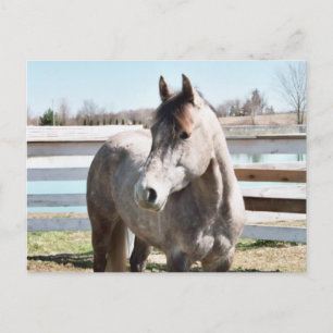 Miss Peppy Shu Briefkaart