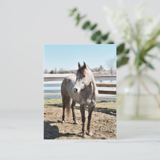 Miss Peppy Shu Briefkaart (Staand voorkant)