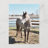 Miss Peppy Shu Briefkaart (Voorkant)