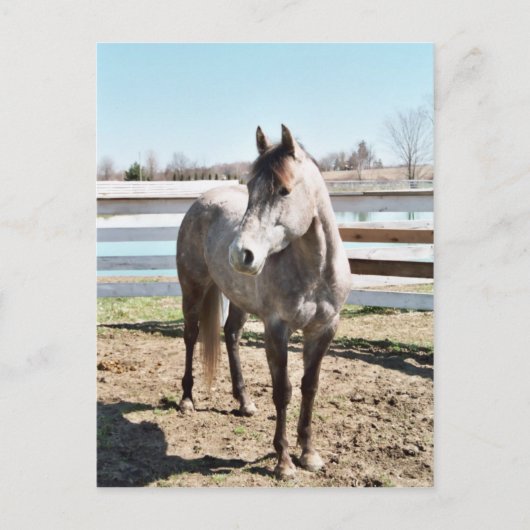 Miss Peppy Shu Briefkaart (Voorkant)