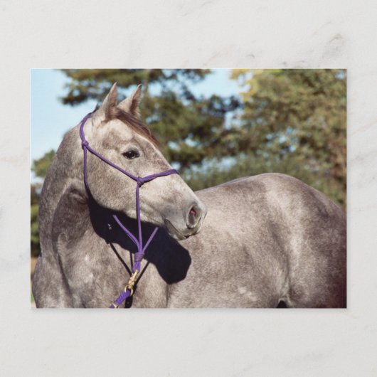 Miss Peppy Shu Briefkaart (Voorkant)