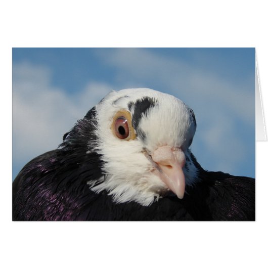 Miss Pigeon (Voorkant Horizontaal)