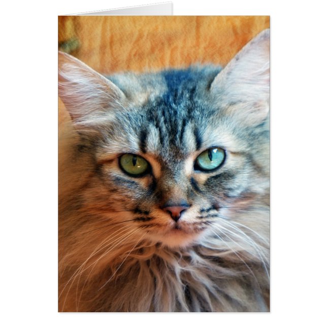 Miss Tootles (Voorkant)