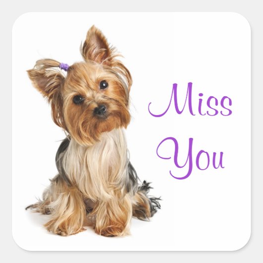 Miss Yorkshire Terrier Puppy Dog Stickers (Voorkant)