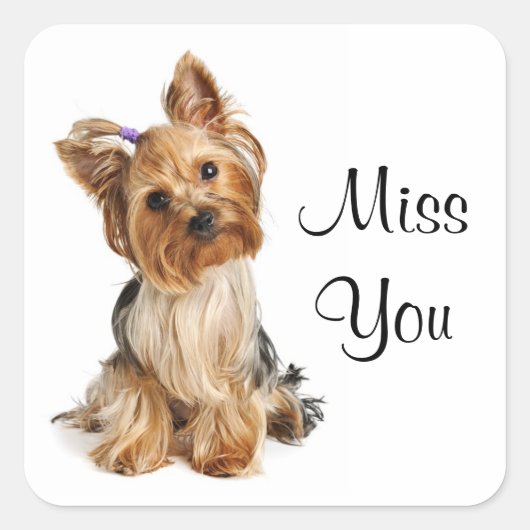 Miss Yorkshire Terrier Puppy Dog Stickers (Voorkant)