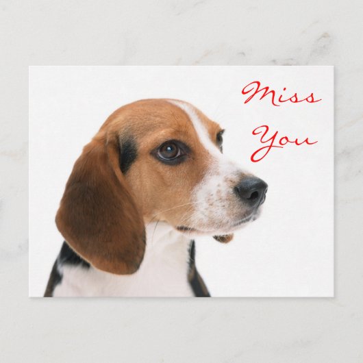 Miss You Beagle Puppy Dog Greeting Briefkaart (Voorkant)
