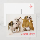 Miss You Bulldog Puppy Dog Greeting Briefkaart (Voorkant / Achterkant)