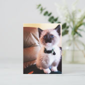 Miss You Fuzzy Schattig Siamese Kat Foto Briefkaart (Staand voorkant)