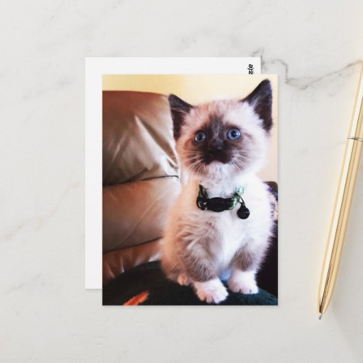 Miss You Fuzzy Schattig Siamese Kat Foto Briefkaart (Voorkant / Achterkant in situ)