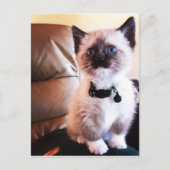 Miss You Fuzzy Schattig Siamese Kat Foto Briefkaart (Voorkant)