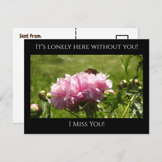 Miss You, het is eenzaam hier Roze pony's Briefkaart (Voorkant / Achterkant)