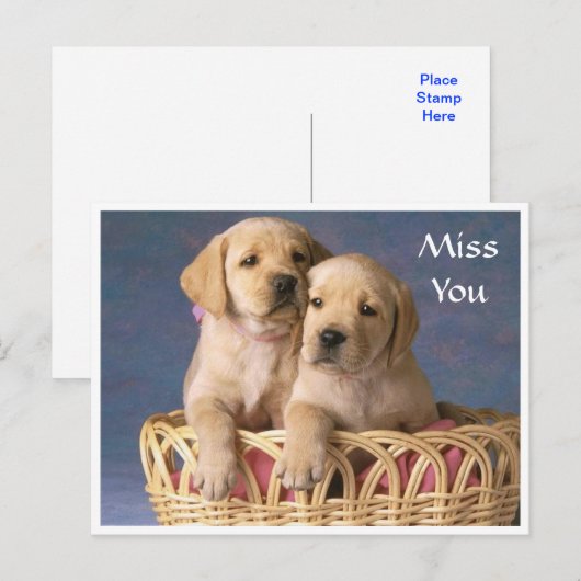 Miss You Labrador Retriever Puppy Post Card Briefkaart (Voorkant / Achterkant)