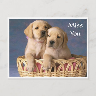Miss You Labrador Retriever Puppy Post Card Briefkaart