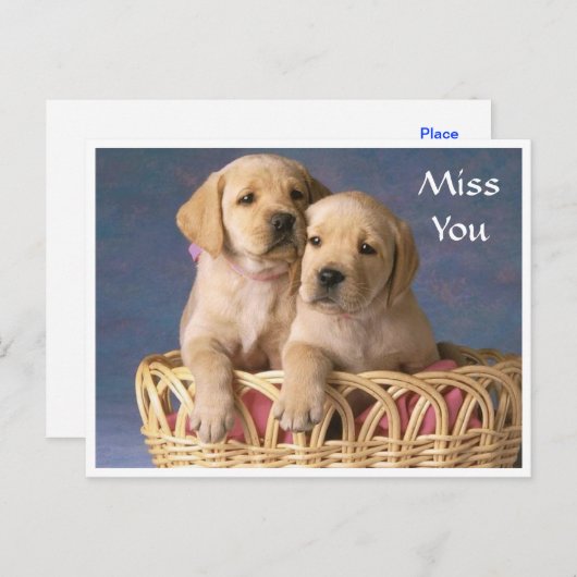 Miss You Labrador Retriever Puppy Post Kaart (Voorkant / Achterkant)