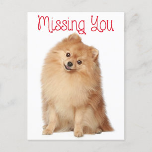 Miss You Pomeranian Puppy Dog Greeting Briefkaart