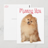 Miss You Pomeranian Puppy Dog Greeting Briefkaart (Voorkant / Achterkant)