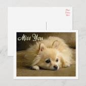 Miss You Pomeranian Puppy Dog Greeting Briefkaart (Voorkant / Achterkant)