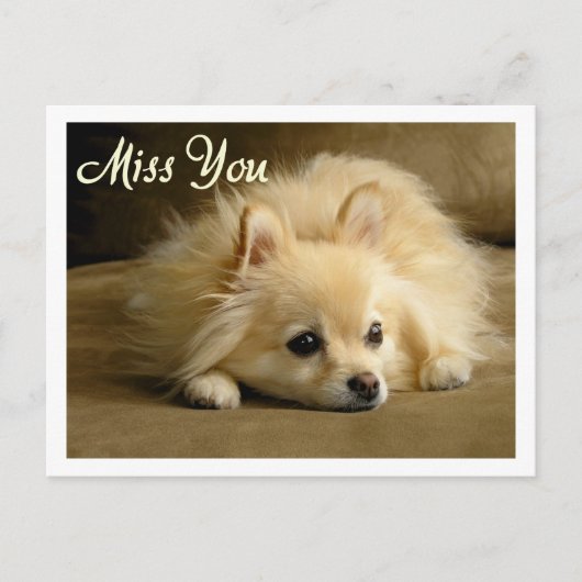 Miss You Pomeranian Puppy Dog Greeting Briefkaart (Voorkant)