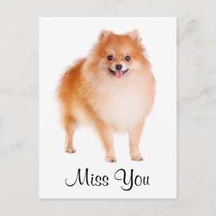 Miss You Pomeranian Puppy Dog Greeting Briefkaart