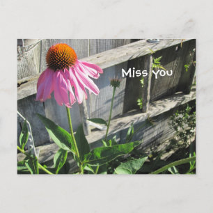 Miss you roze Daisy Briefkaart