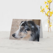 Missen Australian Shepherd Foto Sjabloon (Gele Bloem)
