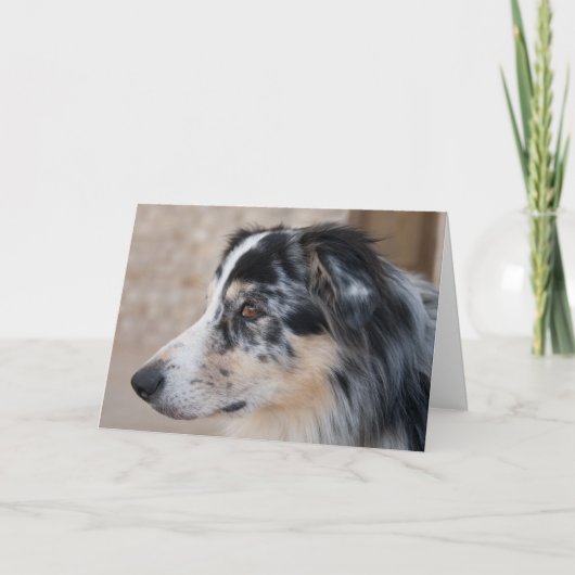 Missen Australian Shepherd Foto Sjabloon (Voorkant)