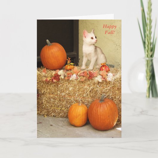 Missend u het Katje van Halloween & de Kaart van (Voorkant)