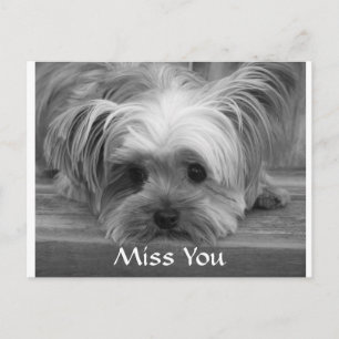 Misser You Yorkshire Terrier Puppy het Briefkaart