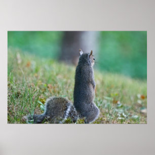 "Missing you" Permanent Juvenile Squirrel Poster