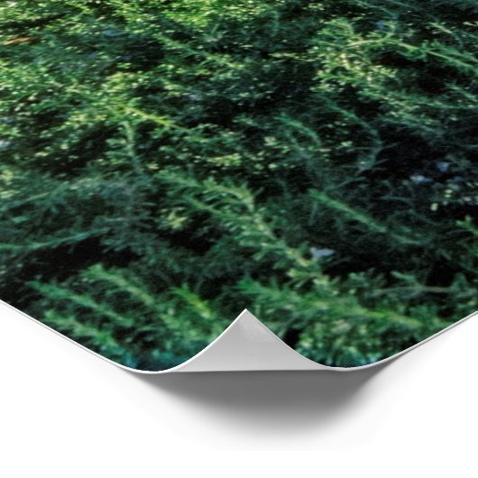 Mission San Luis Obispo de Tolosa Poster (Hoek)