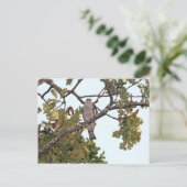 Mississippi Kite en eik Briefkaart (Staand voorkant)