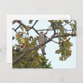 Mississippi Kite en eik Briefkaart (Voorkant / Achterkant)