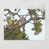 Mississippi Kite en eik