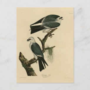 Mississippi Kite uit Audubon's Birds of America Briefkaart
