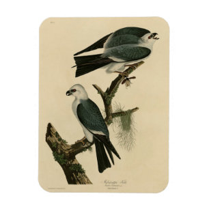 Mississippi Kite uit Audubon's Birds of America Magneet