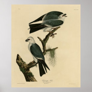 Mississippi Kite uit Audubon's Birds of America Poster