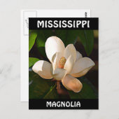 Mississippi Magnolia Briefkaart (Voorkant / Achterkant)