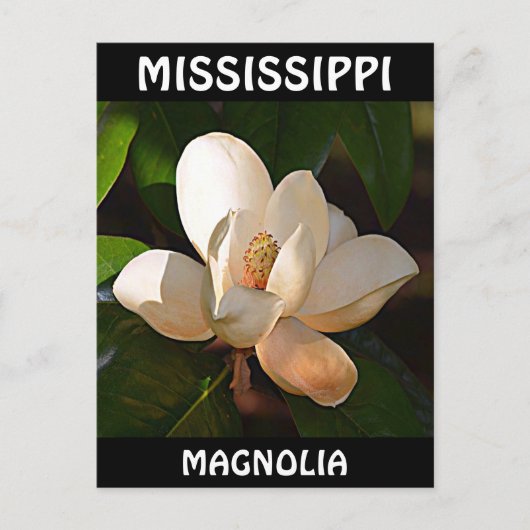 Mississippi Magnolia Briefkaart (Voorkant)
