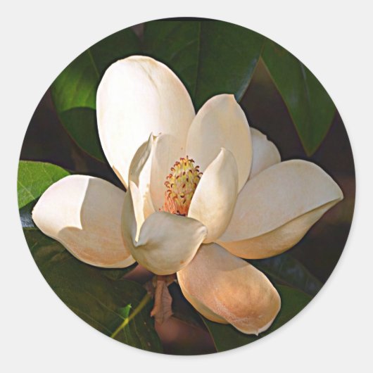 Mississippi Magnolia Ronde Sticker (Voorkant)