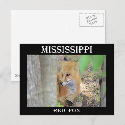 Mississippi Red Fox Briefkaart (Voorkant / Achterkant)