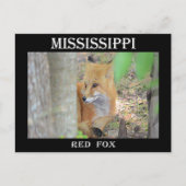 Mississippi Red Fox Briefkaart (Voorkant)